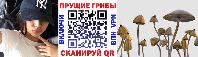 кракен ТОР  Минусинск  Псилоцибиновые грибы Cubensis  даркнет сайт 